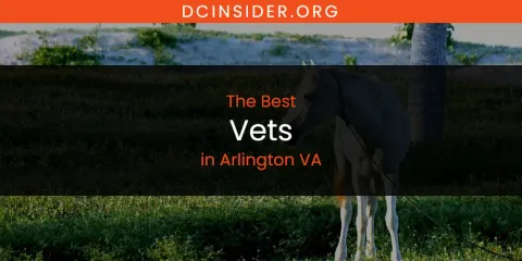 The Absolute Best Vets in Arlington VA